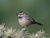 Cactus Wren (Campylorhynchus brunneicapillus) photo