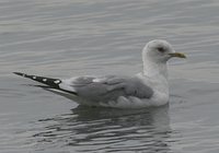 Mew Gull - Larus canus