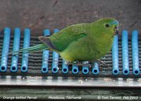 Orange-bellied Parrot - Neophema chrysogaster