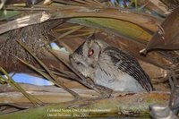 Indian Scops-Owl - Otus bakkamoena