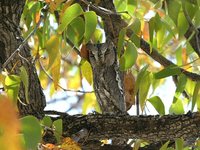 African Scops-Owl - Otus senegalensis