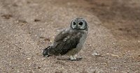 Marsh Owl - Asio capensis