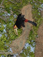 Red-breasted Toucan - Ramphastos dicolorus