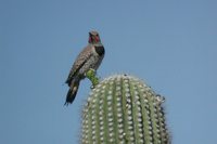 Gilded Flicker - Colaptes chrysoides