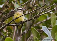 Golden-crowned Flycatcher - Myiodynastes chrysocephalus