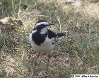 African Pied Wagtail - Motacilla aguimp