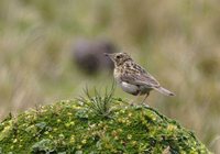 Paramo Pipit - Anthus bogotensis