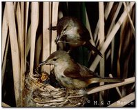 Australian Reed-Warbler - Acrocephalus australis