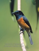 Vanikoro Flycatcher - Myiagra vanikorensis