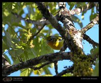 Black-eared Shrike-Babbler - Pteruthius melanotis