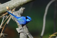 Splendid Fairywren - Malurus splendens