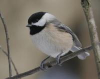 Carolina Chickadee - Poecile carolinensis