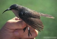 Mouse-colored Sunbird - Cyanomitra veroxii