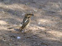 Common Fiscal - Lanius collaris