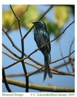 Bronzed Drongo - Dicrurus aeneus