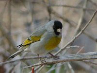 Lawrence's Goldfinch - Carduelis lawrencei