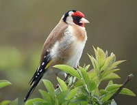 European Goldfinch - Carduelis carduelis