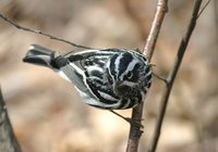 Black-and-white Warbler - Mniotilta varia