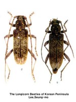 닮은털보하늘소 - Trichoferus flavopubescens