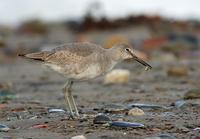 Western Willet