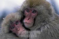 Snow monkeys hugging each other Nagano Japan stock photo