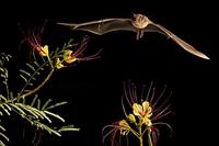 Lesser Long-nosed Bat ( Leptonycteris curasoae ) Endangered species Mesquite Branch ( Prosopis p...