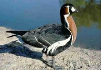 Red-breasted Goose © WWT