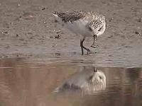 Spoon-billed               sandpiper, Calidris pygmaeus (?)