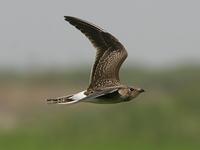 Pratincole, Collared