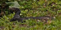 Water Monitor, Andaman Islands