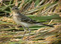 Yellow Wagtail Motacilla flava 긴발톱할미새