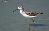 Tringa stagnatilis , 쇠청다리도요 - Marsh Sandpiper