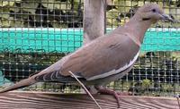 White Winged Dove Zenaida asiatica