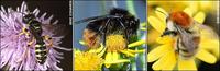 A five-banded weevil wasp (left), a  red-shanked carder bee (middle) and a brown-banded carder b...