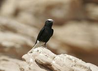 White- tailed Wheatear (Oenanthe leucopyga)