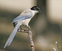 Azure-winged Magpie (Cyanopica cyana)