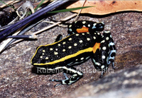 : Ameerega flavopicta