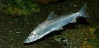 HOUTING Coregonus oxyrinchus