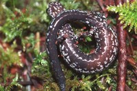 : Batrachoseps wrightorum; Oregon Slender Salamanders