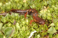 : Bolitoglossa pesrubra