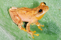 : Dendropsophus phlebodes