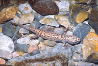 : Dicamptodon tenebrosus; Pacific Giant Salamander