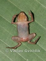 : Didynamipus sjostedti