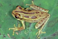 : Hypsiboas semiguttatus
