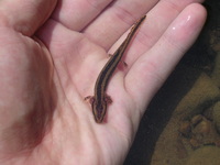 : Necturus maculosus; Mudpuppy