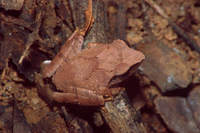 : Philautus zorro