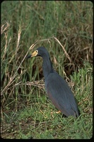 : Ardeola rufiventris; Rufous Bellied Heron