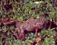 : Rhombophryne serratopalpebrosa; Spiny Eye-lid Ground Frog