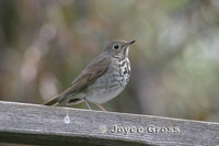 : Catharus guttatus; Hermit Thrush