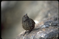 : Geospiza difficilis difficilis; Sharp Beaked Ground Finch